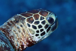 Green Turtle, 100 mm macro with 1.4 teleconverter by Martin Dalsaso 